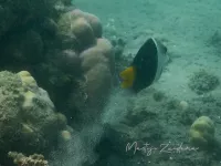 Twee kleurige lipvis [Hemigymnus melapterus]